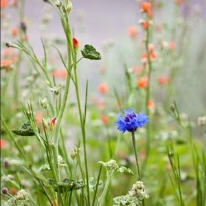 Meet your Posher, Dina